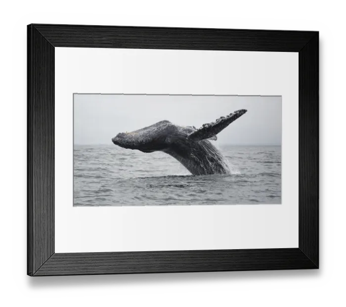 Framed Print : Humpback Whale