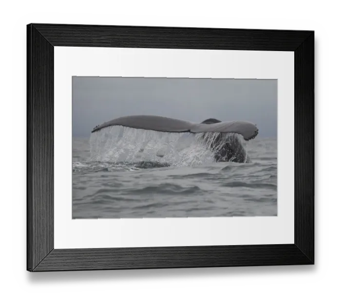 Framed Print : Humpback Whale Fluke