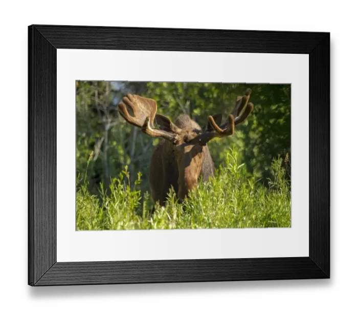 Framed Print : Bull Moose with Velvet Antlers Framed Print : Bull Moose with Velvet Antlers