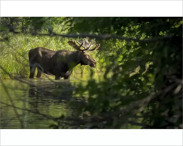 Bull Moose in Creek