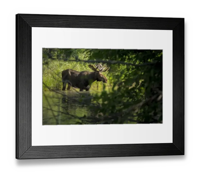 Framed Print : Bull Moose in Creek Framed Print : Bull Moose in Creek