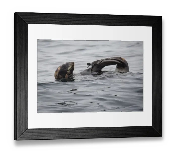 Framed Print : Northern Fur Seal Framed Print : Northern Fur Seal