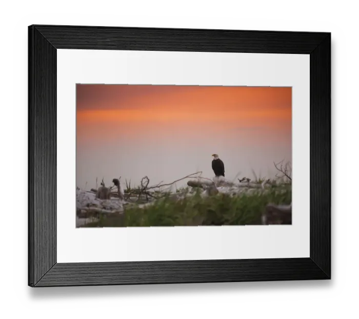 Framed Print : Bald Eagle Framed Print : Bald Eagle
