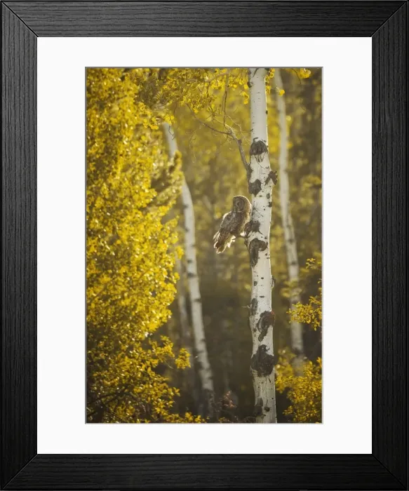 Framed Print : Great Grey Owl Framed Print : Great Grey Owl