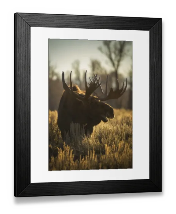 Framed Print : Bull Moose