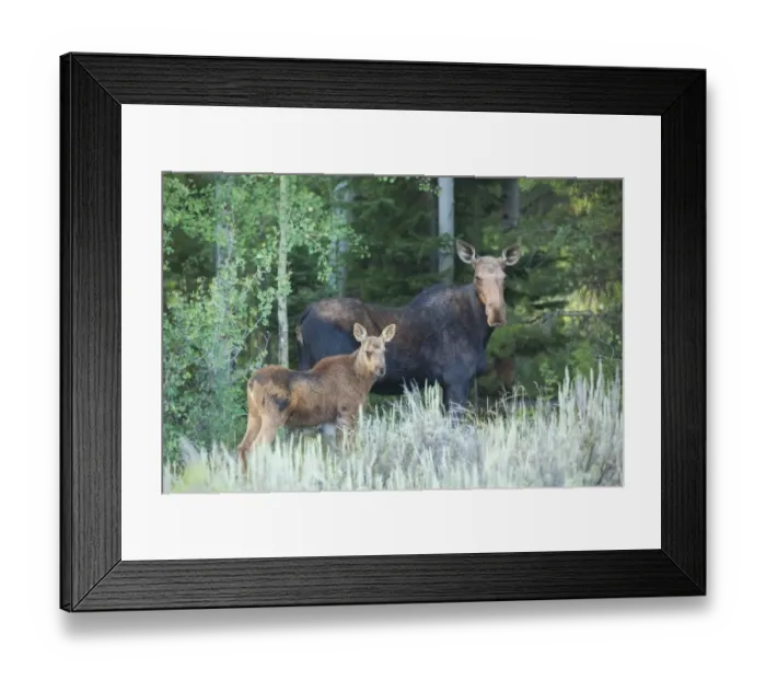 Framed Print : Cow and Calf Moose Framed Print : Cow and Calf Moose