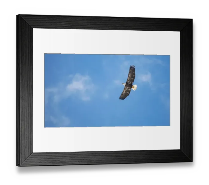 Framed Print : Bald Eagle