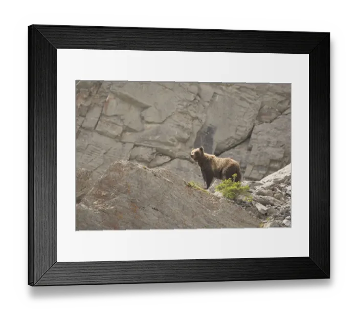 Framed Print : Grizzly Bear Framed Print : Grizzly Bear