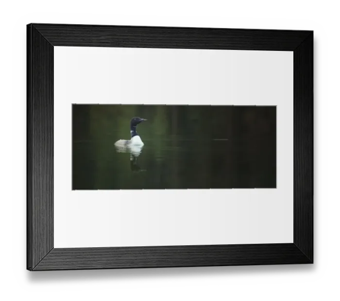 Framed Print : Common Loon Framed Print : Common Loon