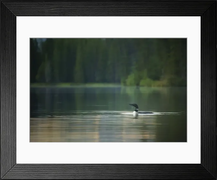Framed Print : Common Loon Framed Print : Common Loon