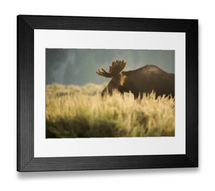 Framed Print : Bull Moose