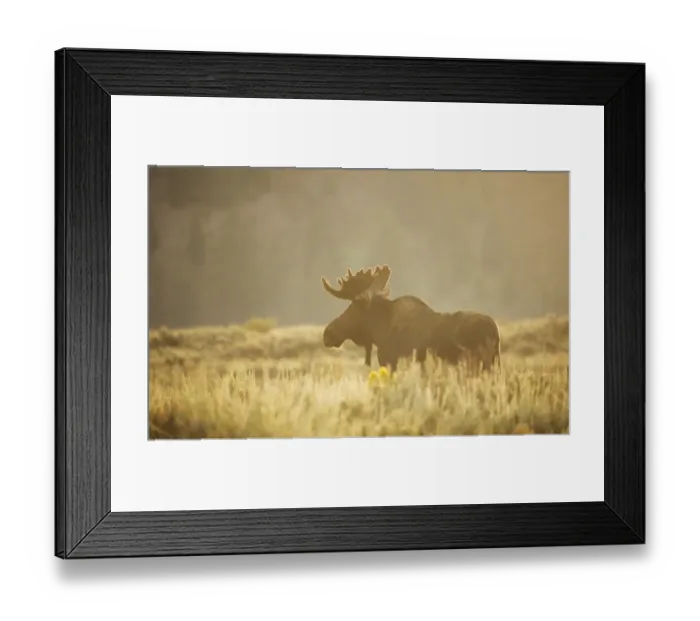 Framed Print : Bull Moose Framed Print : Bull Moose