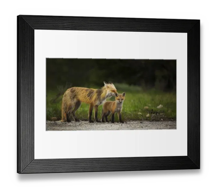 Framed Print : Red Fox Vixen and Kit Framed Print : Red Fox Vixen and Kit