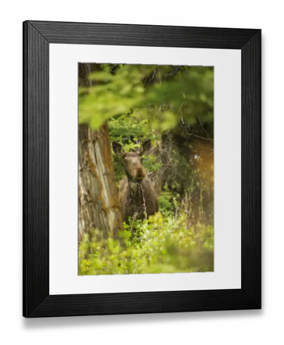 Framed Print : Cow Moose. A cow moose feeds in Grand Teton National Park, Wyoming, during late spring Framed Print : Cow Moose. A cow moose feeds in Grand Teton National Park, Wyoming, during late spring