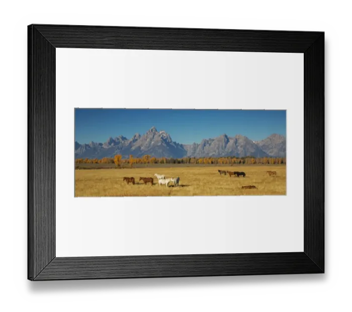 Framed Print : Grand Teton Horses Framed Print : Grand Teton Horses