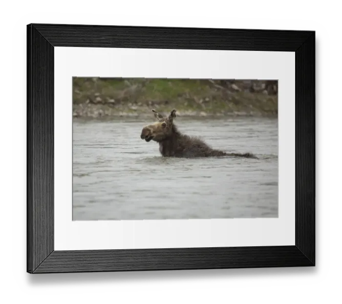 Framed Print : Cow Moose Swimming in River Framed Print : Cow Moose Swimming in River