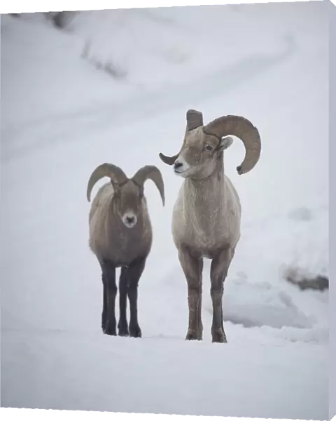 Bighorn Sheep Rams