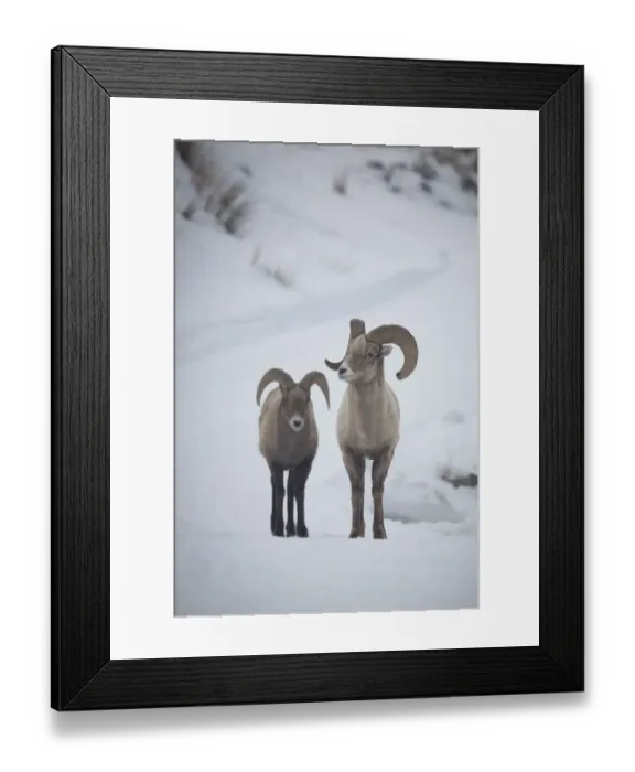 Framed Print : Bighorn Sheep Rams Framed Print : Bighorn Sheep Rams