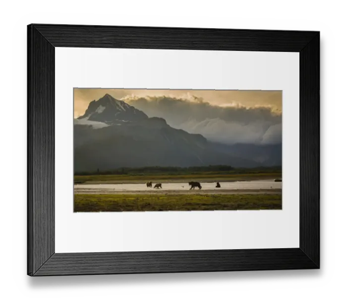 Framed Print : Coastal Brown Bears Framed Print : Coastal Brown Bears