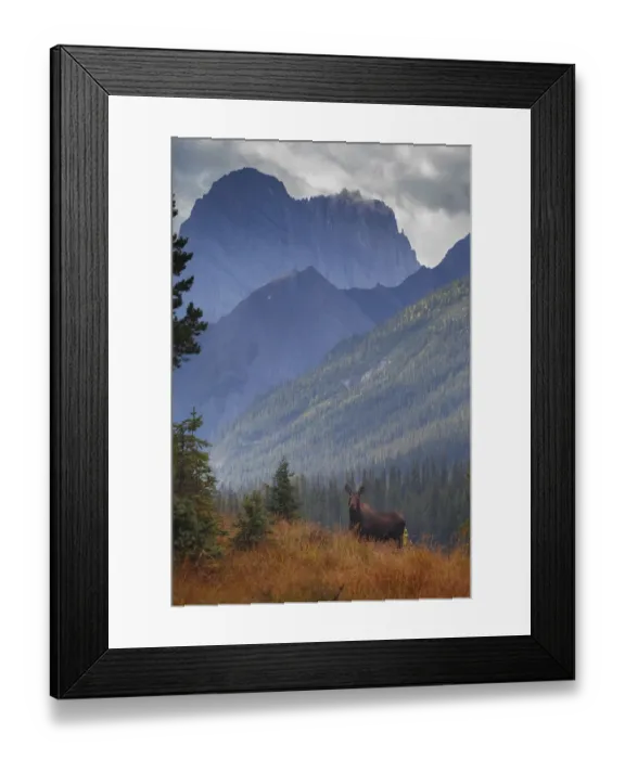 Framed Print : Female Moose Framed Print : Female Moose