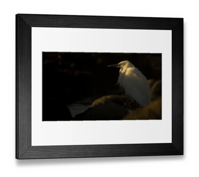 Framed Print : Snowy Egret Framed Print : Snowy Egret