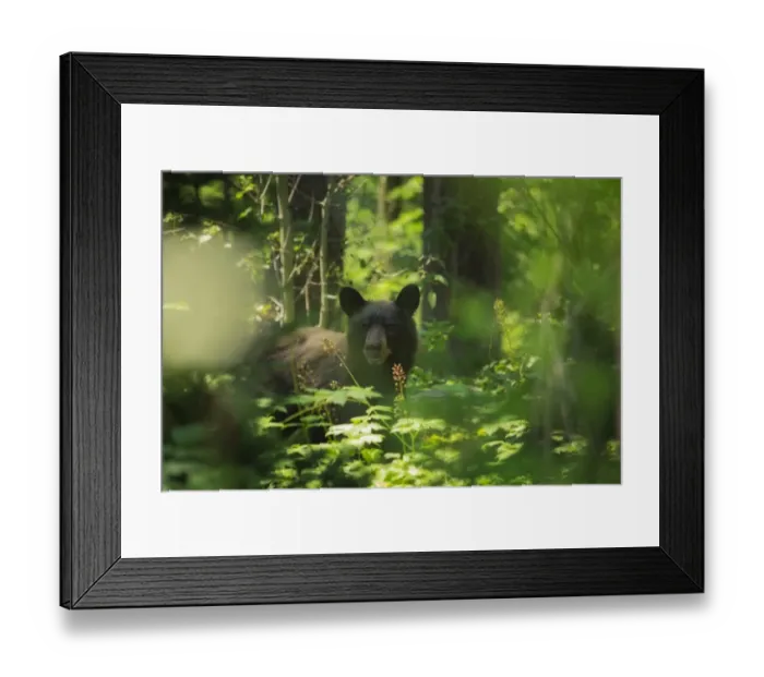 Framed Print : Through the Thicket Framed Print : Through the Thicket