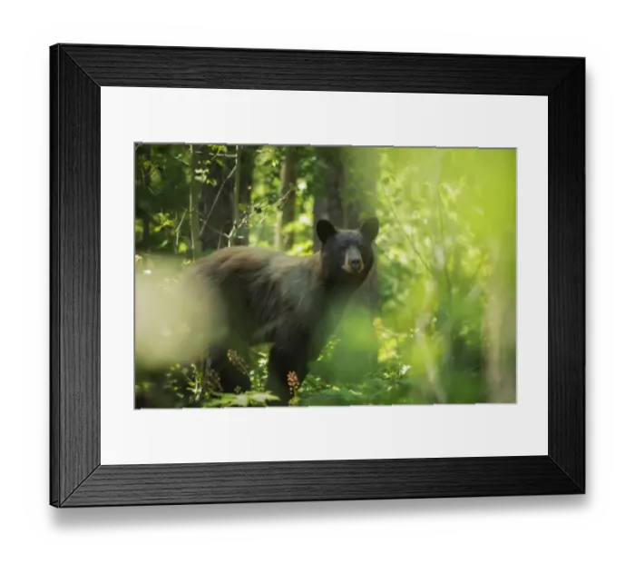 Framed Print : Black Bear Summer Framed Print : Black Bear Summer