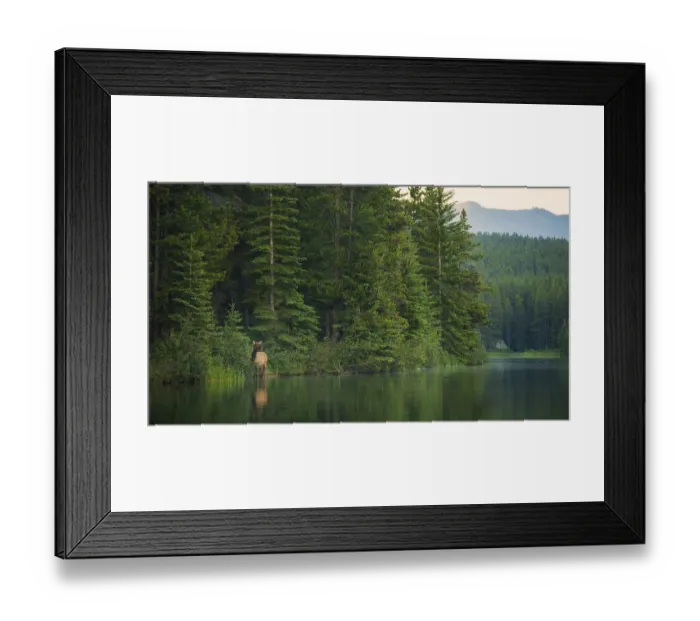 Framed Print : Cow Rocky Mountain Elk