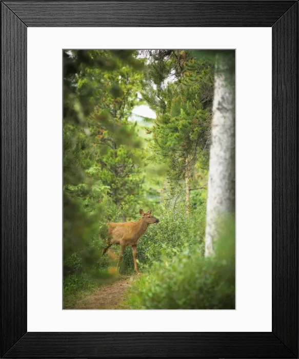 Framed Print : Rocky Mountain Elk Calf Framed Print : Rocky Mountain Elk Calf
