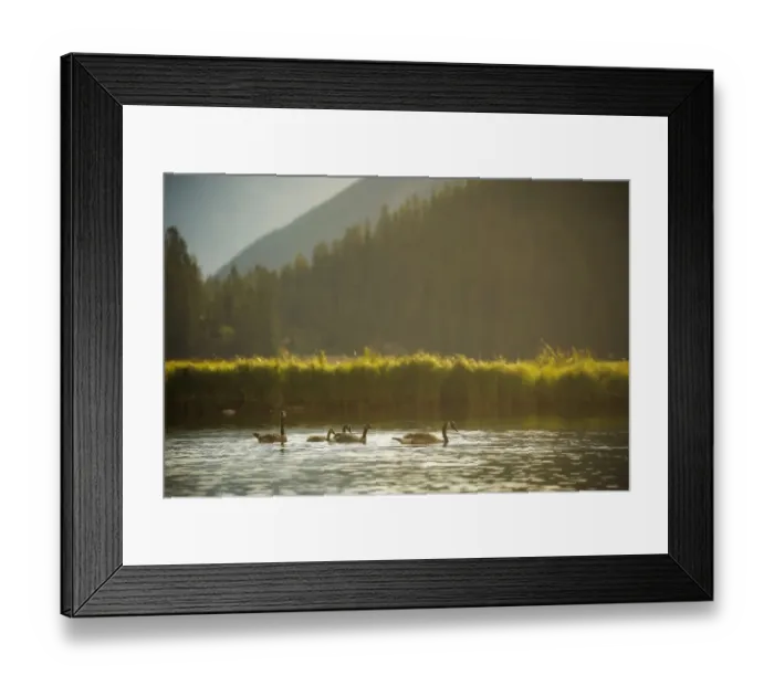 Framed Print : Canada Geese Family Framed Print : Canada Geese Family
