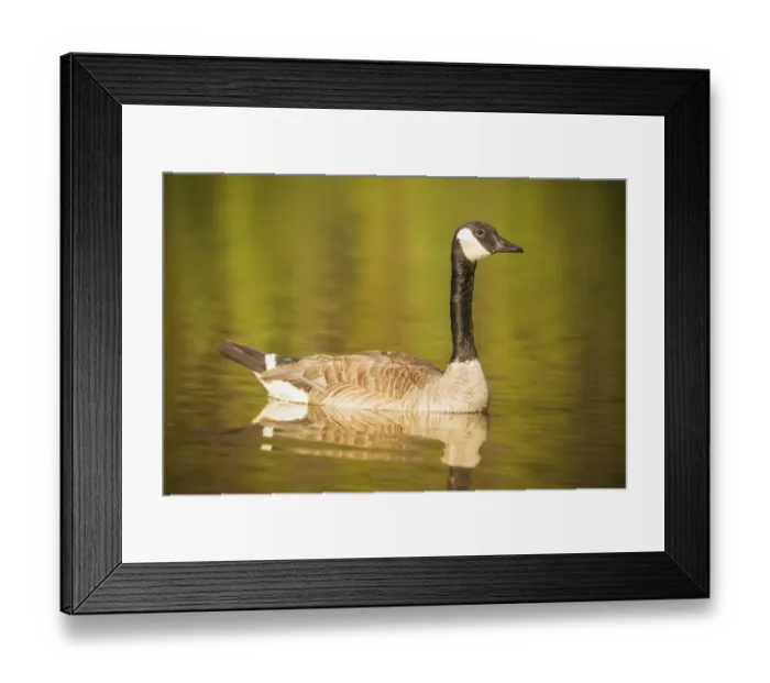 Framed Print : Canada Goose Framed Print : Canada Goose