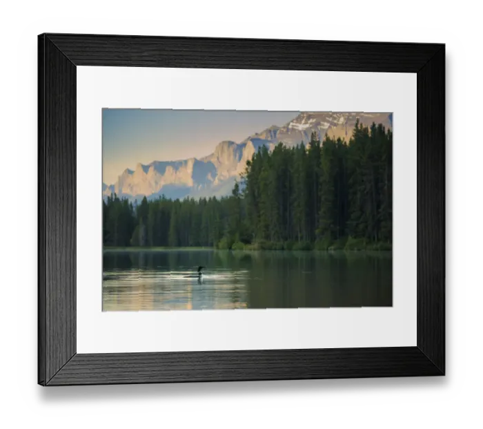 Framed Print : Common Loon Framed Print : Common Loon