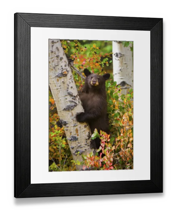Framed Print : Autumn Climber