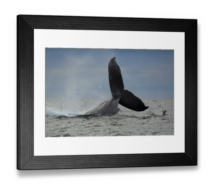 Framed Print : Tail Throw Framed Print : Tail Throw
