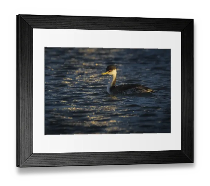Framed Print : Western Grebe Framed Print : Western Grebe