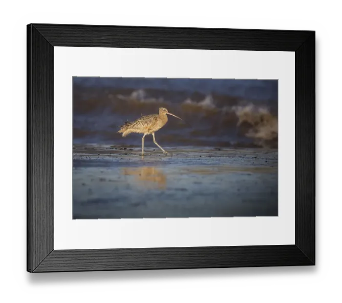 Framed Print : Scanning the Shore