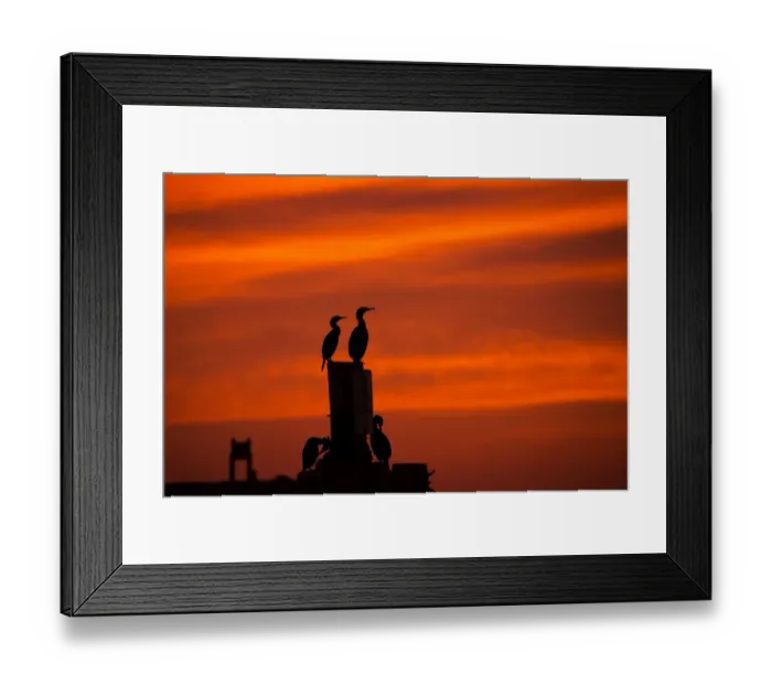 Framed Print : Pelagic Sunset