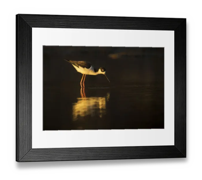 Framed Print : Black Necked Stilt Framed Print : Black Necked Stilt