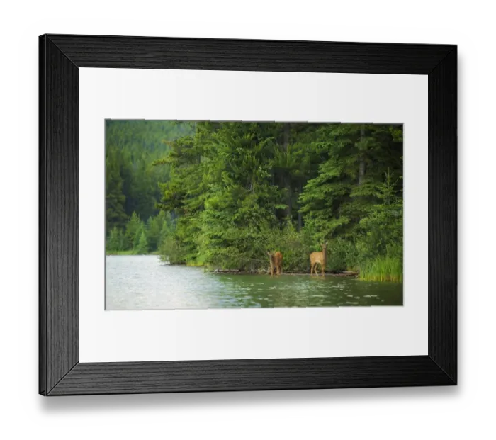 Framed Print : Elk Calves Framed Print : Elk Calves