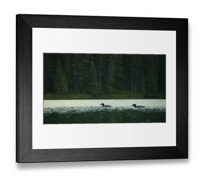 Framed Print : Common Loons Framed Print : Common Loons