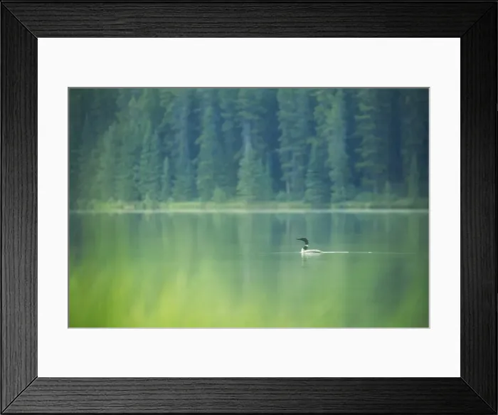 Framed Print : Common Loon Framed Print : Common Loon
