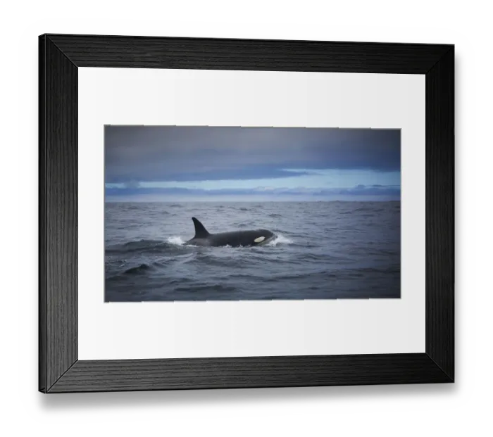 Framed Print : Killer Whale Framed Print : Killer Whale