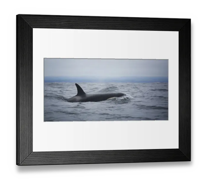 Framed Print : Killer Whale Framed Print : Killer Whale