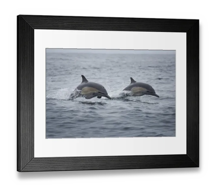 Framed Print : Common Dolphins Framed Print : Common Dolphins