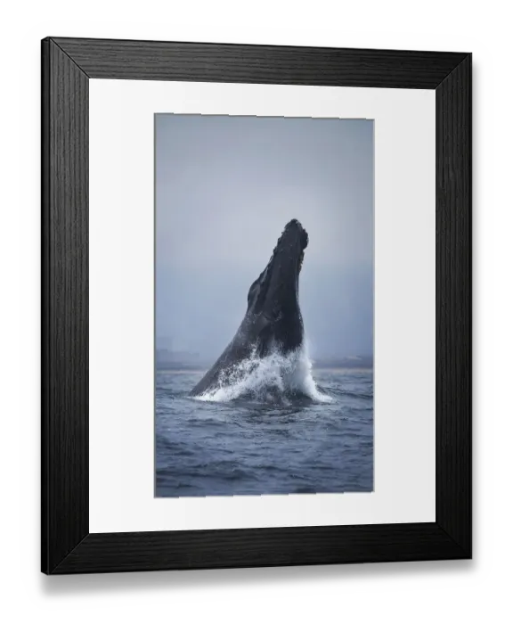 Framed Print : Humpback Whale Framed Print : Humpback Whale