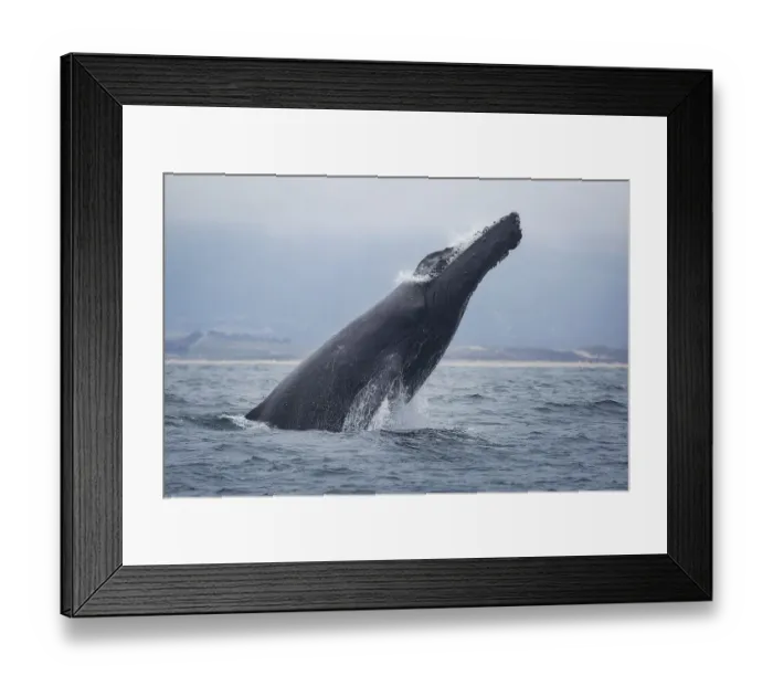 Framed Print : Humpback Whale Framed Print : Humpback Whale