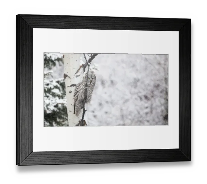 Framed Print : Watching the Snow Framed Print : Watching the Snow