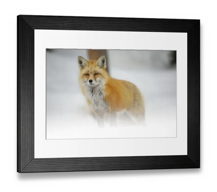 Framed Print : Red Trooper Framed Print : Red Trooper