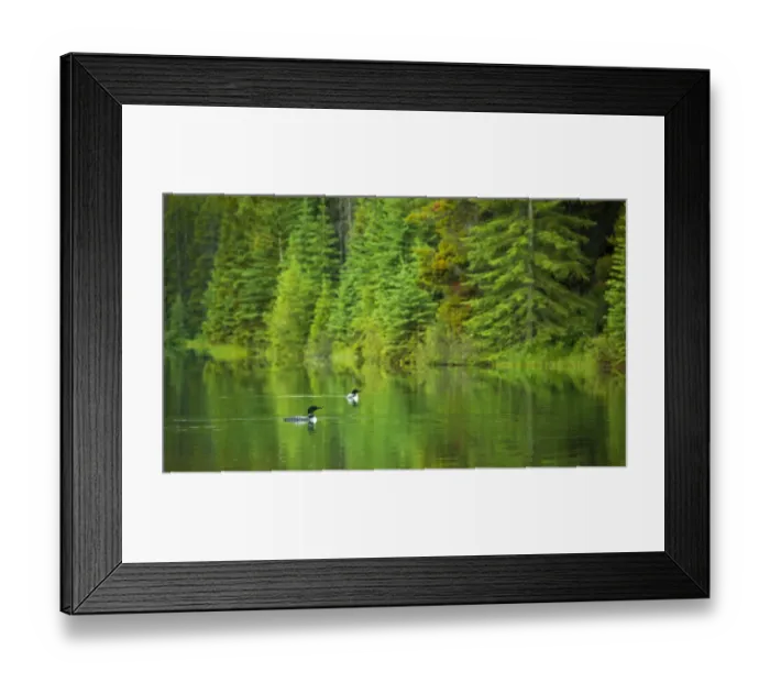 Framed Print : Common Loons Framed Print : Common Loons