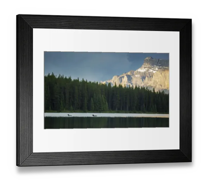 Framed Print : Common Loons Framed Print : Common Loons